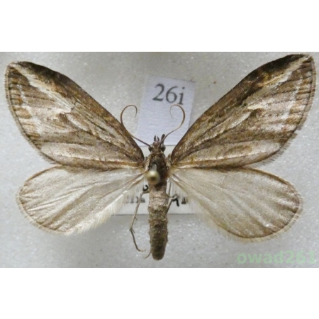 Chesias legatella (Denis & Schiffermüller, 1775) Czech26i